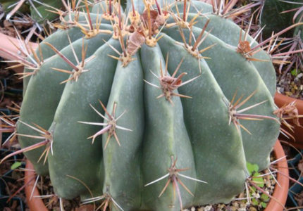Cactus salon coupons